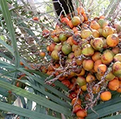 Urotonal Produktinformation